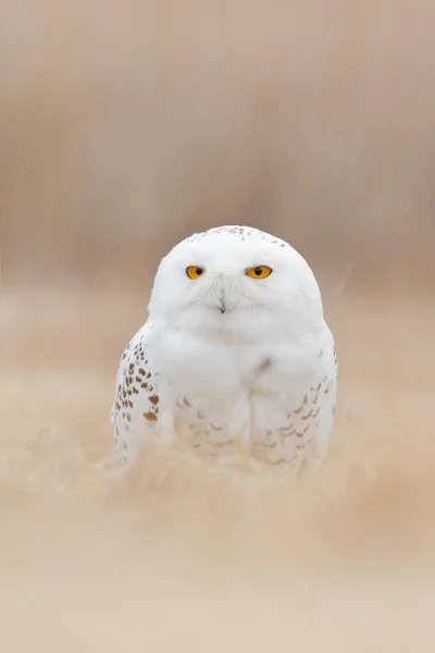 Sowa Śnieżna Ukryta Łące Ptak Żółtymi Oczami Siedzący Trawie Scena — Zdjęcie stockowe