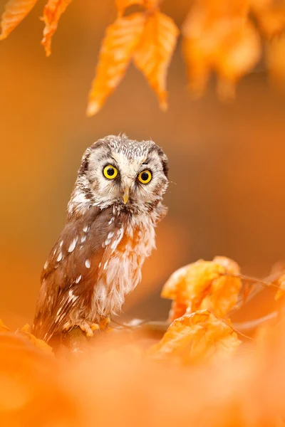 猫头鹰藏在橙叶里欧洲中部秋天的森林里 长着大黄眼睛的北方猫头鹰 德国自然栖息地鸟类的详细画像 — 图库照片