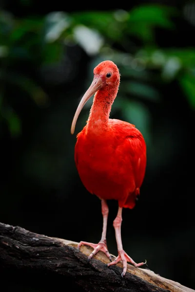 Scarlet Ibis Eudocimus Ruber 숲에서 서식하는 이색적 가지에 아름다운 트리니다드 — 스톡 사진