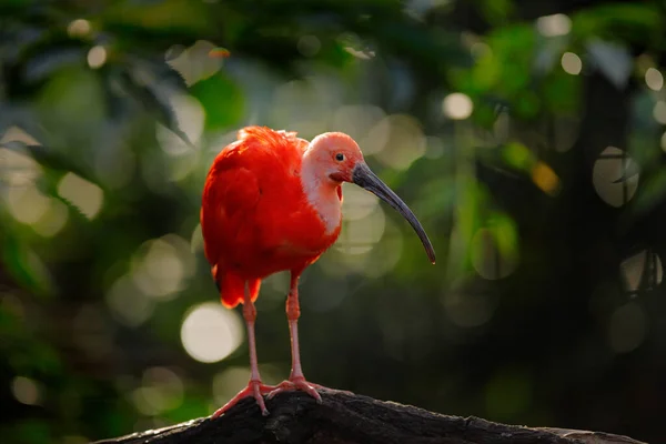 Szkarłatny Ibis Ruber Eudocimus Egzotyczny Ptak Naturalnym Środowisku Leśnym Czerwony — Zdjęcie stockowe