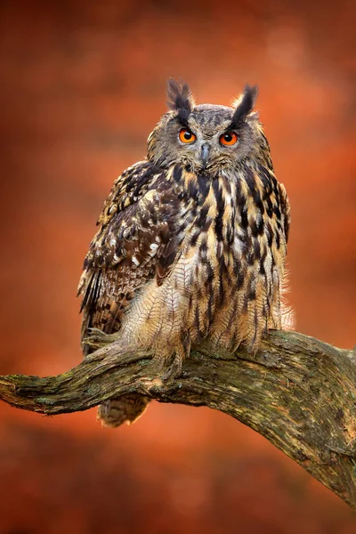 Eagle Owl Bubo Bubo Ανοιχτά Φτερά Κατά Την Πτήση Δασικό — Φωτογραφία Αρχείου