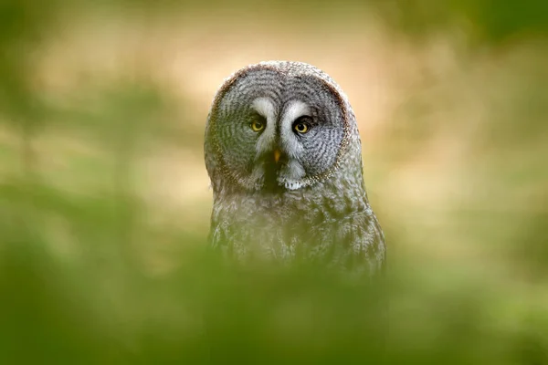 Great Grey Owl Strix Nebulosa Bird Hunting Meadow Sitting Old — Stock Photo, Image