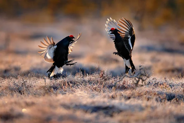 Sveç Hayatı Savaştı Siyah Orman Tavuğu Uçuş Dansı Güzel Kuş — Stok fotoğraf