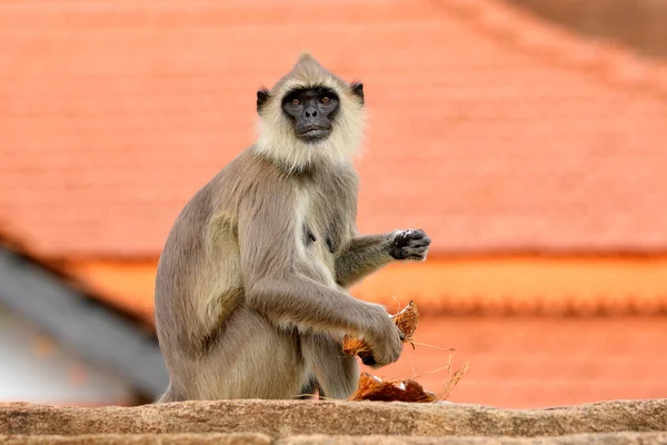 Kasabadaki Maymun Sri Lanka Nın Vahşi Yaşamı Ortak Langur Semnopithecus — Stok fotoğraf