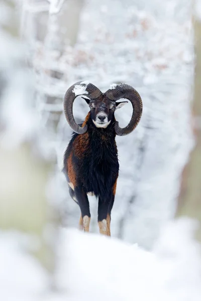 Mouflon Ovis Orientalis Gehoornde Dier Sneeuw Natuur Habitat Close Portret — Stockfoto