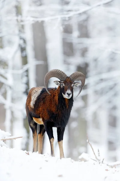毛夫隆 东方大羚羊 角化动物在雪地的自然栖息地 大号角哺乳动物的特写 斯洛伐克 寒冷的雪树植被 白色的自然 森林里的雪冬 — 图库照片