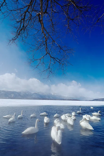 Snow Lake Met Ijs Japan Whooper Swans Cygnus Cygnus Vogels — Stockfoto