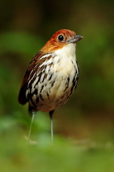 栗色のアンティプタ Grallaria Ruicapilla コロンビアのリオ ブランコの暗い森から珍しい鳥 自然からの野生動物のシーン 熱帯ジャングルのバードウォッチング — ストック写真