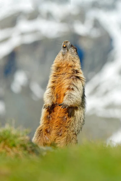 オーストリアの野生動物 面白い画像 マルモットの詳細 かわいい脂肪動物マルモット 自然の岩の山の生息地 アルプス イタリアでは草の中に座っている 野生の自然からの野生動物のシーン 自然界の動物は — ストック写真
