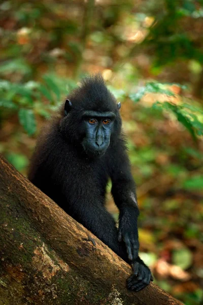 Affe Dunklen Wald Feiert Schopfmakaken Macaca Nigra Die Natürlichen Lebensraum — Stockfoto