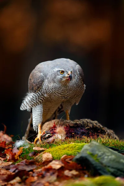 Állati Viselkedés Vadvilági Jelenet Természetből Goshawk Narancs Növényzetben Goshawk Accipiter — Stock Fotó