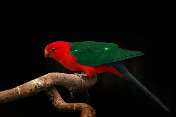Australian king parrot, Alisterus scapularis, endemic bird to eastern Australia. Red and green parrot in the forest habitat. Bird sitting on the branch, wildlife nature.