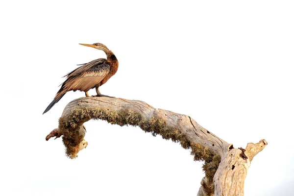 Hintli Anhinga Arka Planda Beyaz Gökyüzü Olan Kuşu Doğal Yaşam — Stok fotoğraf