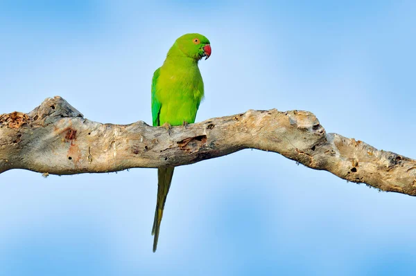 Gyönyörű Papagáj Fán Rózsaszín Gyűrűs Papagáj Psittacula Krameri Természetben Zöld — Stock Fotó