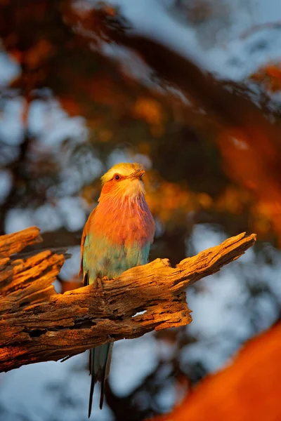 ライラック風ローラー コラシアスカウダス 青空と頭 ピンクと青の動物 ツリー上の鳥と夜の夕日 美しいアフリカの鳥 クローズアップ肖像画 美しい鳥の詳細肖像画 — ストック写真