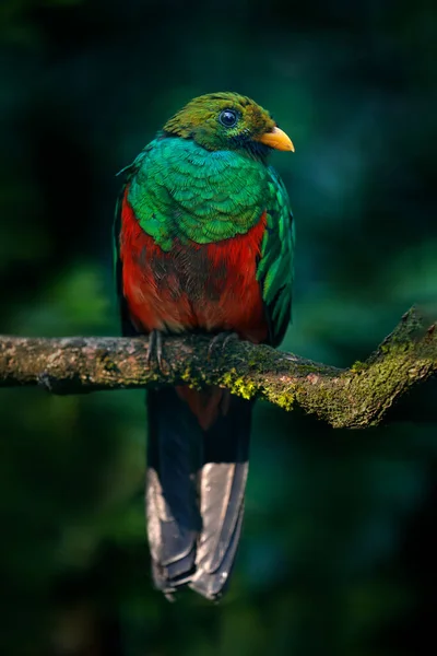 Χρυσοκέφαλος Quetzal Pharomachrus Auriceps Εκουαδόρ Μαγικό Πολύχρωμο Πουλί Από Σκοτεινό — Φωτογραφία Αρχείου
