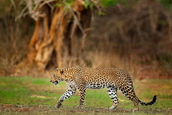 行走的斯里兰卡豹子 潘瑟拉眼镜蛇 斯里兰卡亚拉国家公园的大型野生猫科动物栖息地 大自然的广阔生活场景 绿色植被中的豹 — 图库照片