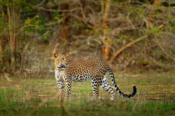 Walking Sri Lankan Leopard Panthera Pardus Kotiya Gran Gato Salvaje — Foto de Stock