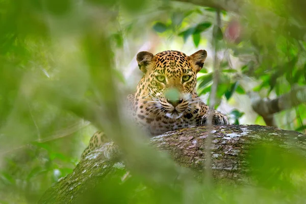 초목의 스리랑카의 공원에 고양이 Panthera Pardus Kotiya 숨겨진 스리랑카 표범이었다 — 스톡 사진