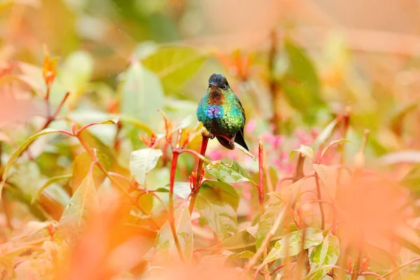 Błyszczący Błyszczący Ptaszek Koliber Ognisty Panterpe Podpowiada Kolorowy Ptak Siedzący — Zdjęcie stockowe