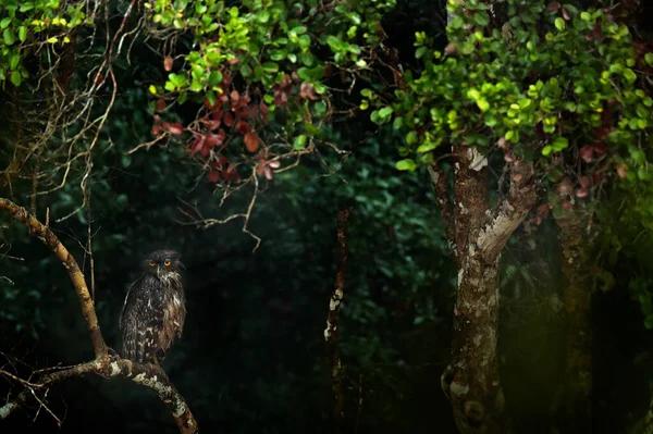 スリランカ ウィルパッツ国立公園 ブラウンフィッシュオウ ボブゼロネンシスまたはケトゥパ ゼロネンシスは 森の中に隠されています フクロウは ツリーで 雨の日に自然の中で座っている 野生動物 — ストック写真
