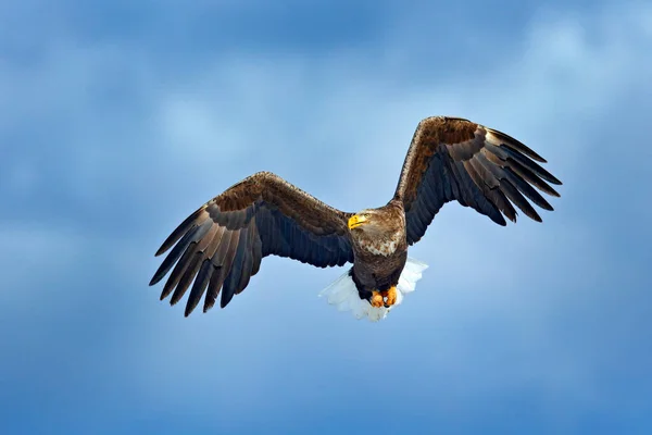 Seeadler Haliaeetus Albicilla Großer Raubvogel Dunkelblauen Himmel Mit Weißem Schwanz — Stockfoto