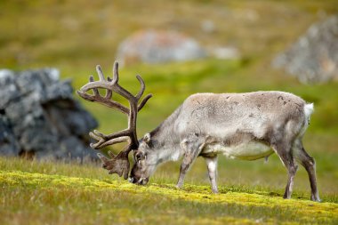 Norveç 'ten vahşi bir hayvan. Ren geyiği, Rangifer tarandus, yeşil çimlerde ve mavi gökyüzünde kocaman boynuzları olan, Svalbard, Norveç. Kuzey Avrupa 'dan vahşi yaşam sahnesi.