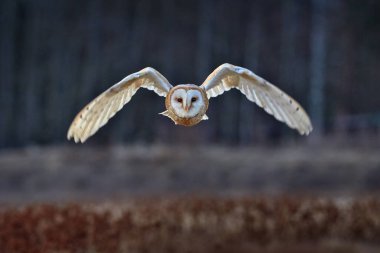 Baykuş kanatları açık uçar. Ahır Baykuşu, Tyto Alba, sabah kırmızı çimlerin üzerinde uçun. Doğa kanadı sahnesi. Soğuk sabah gündoğumu, habitattaki hayvan. Ormandaki kuş.       