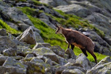 Chamois, Rupicapra rupicapra tatranica, kayalık tepede, arka planda taş, Vysoke Tatry NP, Slovakya. Boynuzlu hayvanlı vahşi yaşam sahnesi, nadir bulunan bir Chamois. Hayvanlarla dolu orman manzarası.