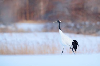 Dans eden turnaları olan karlı çayır, Hokkaido, Japonya. Kar taneleriyle kış sahnesi. Kırmızı taçlı turnalar çifti, üreme mevsimi..