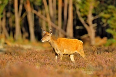 Kızıl geyik, çiftleşme mevsimi, Hoge Veluwe, Hollanda. Geyik geyiği, ormanın dışındaki görkemli güçlü hayvan, orman habitatındaki büyük hayvan. Vahşi yaşam sahnesi, doğa. Bataklık, sonbahar hayvan davranışları..