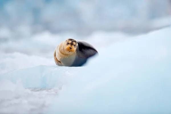 Χαριτωμένη Φώκια Στο Αρκτικό Χιονισμένο Περιβάλλον Γενειάδα Σφραγίδα Μπλε Και — Φωτογραφία Αρχείου