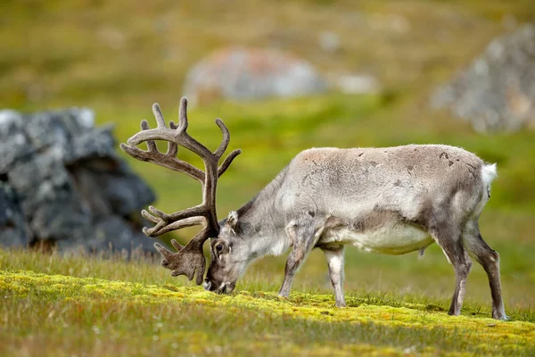ノルウェーの野生動物 トナカイ レンジファータランドゥス 緑の芝生と青い空 スヴァールバル ノルウェーの大規模な釣り人 ヨーロッパの北からの野生動物のシーン — ストック写真