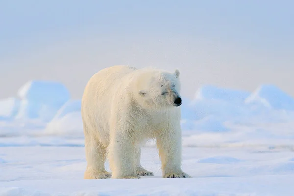 Isbjörn Avdrift Iskant Med Snö Och Vatten Svalbard Hav Vitt — Stockfoto