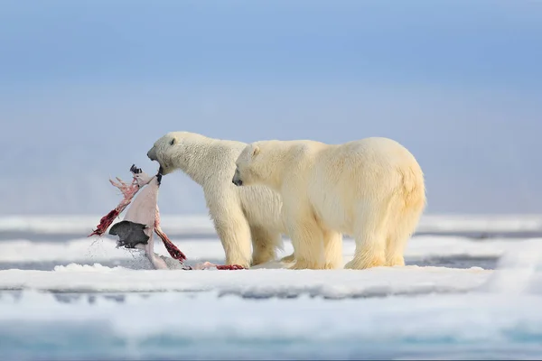 Two polar bears with killed seal. White bear feeding on drift ice with snow, Manitoba, Canada. Bloody nature with big animals. Dangerous baer with carcass. Arctic wildlife, animal food behaviour.