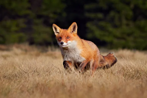 Red Fox Vulpes Vulpes Piękne Zwierzę Trawiastej Łące Środowisku Przyrodniczym — Zdjęcie stockowe