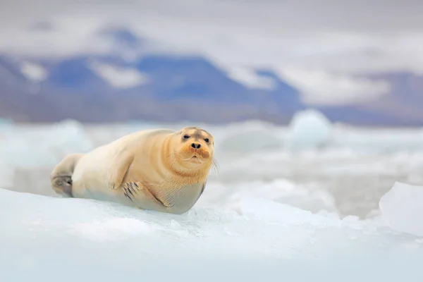 Arktyczne Morskie Dzikie Zwierzęta Słodka Foka Arktycznym Środowisku Śnieżnym Pieczęć — Zdjęcie stockowe