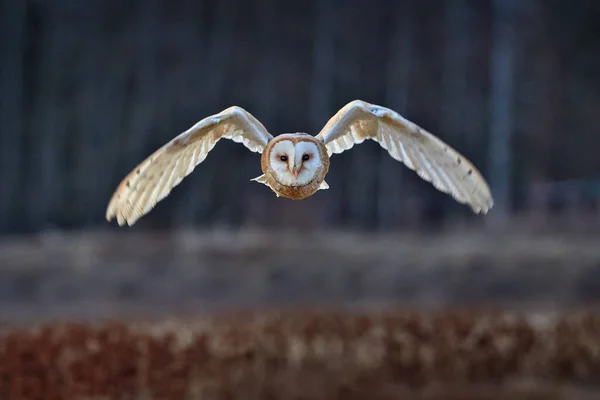 猫头鹰张开翅膀飞翔 Barn Owl Tyto Alba 早上在红草上空飞行 野生动物的自然景观 寒冷的日出 动物在栖息地 森林里的小鸟 — 图库照片