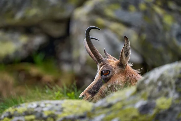 Kamzík Rupicapra Rupicapra Tatranica Skalnatém Kopci Kámen Pozadí Vysoké Tatry — Stock fotografie