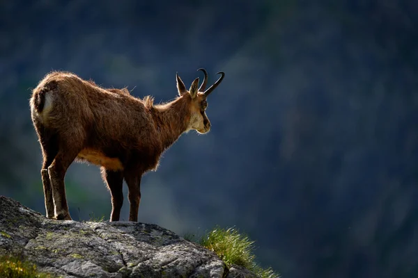 Chamois Rupicapra Rupicapra Tatranica Skalistym Wzgórzu Kamień Tle Vysoke Tatry — Zdjęcie stockowe