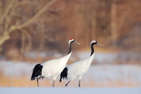 Dans Eden Turnaları Olan Karlı Çayır Hokkaido Japonya Kar Taneleriyle — Stok fotoğraf