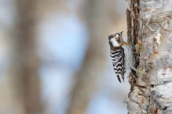 Pájaro Carpintero Pigmeo Japonés Dendrocopos Kizuki Pequeño Pájaro Abedul Bosque — Foto de Stock