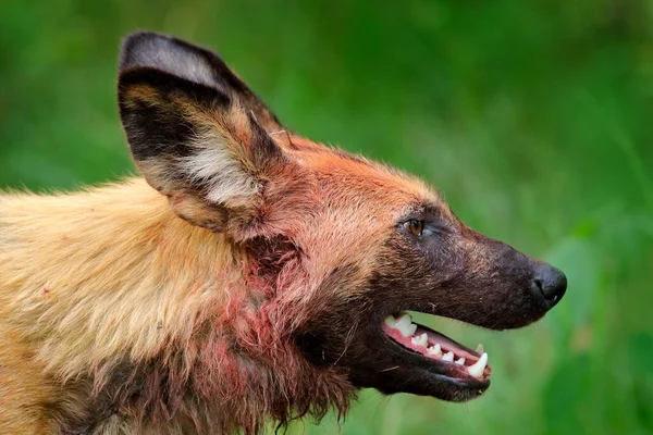 Afrikansk Vildhund Lycaon Pictus Detalj Porträtt Öppen Mynning Mana Pools — Stockfoto