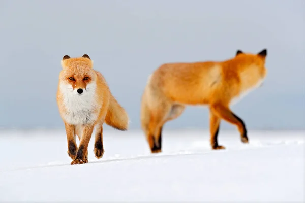 겨울의 겨울에 오렌지 여우와 일본의 눈덮인 초원에서 동물을 사냥하는 아름다운 — 스톡 사진