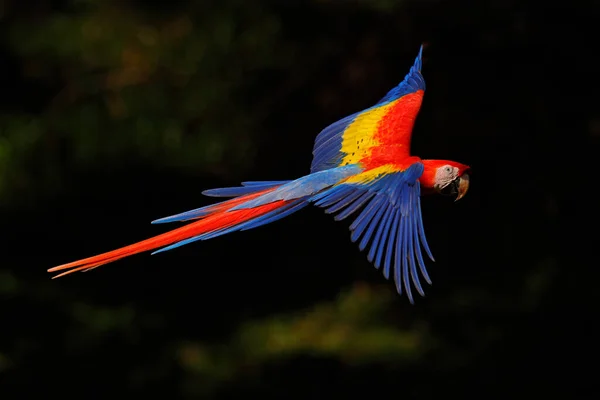 Papuga Macaw Latająca Ciemnozielonej Roślinności Pięknym Tylnym Światłem Deszczem Scarlet — Zdjęcie stockowe