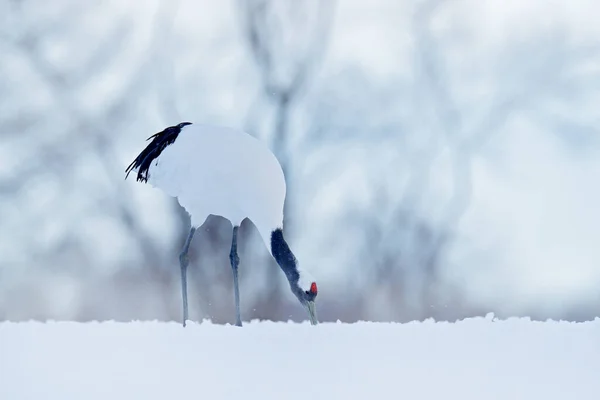 Zimní Příroda Sněžení Jeřáb Červenou Korunou Sněhové Louce Sněhovou Bouří — Stock fotografie