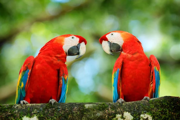 Пташине Кохання Пара Великих Папуг Scarlet Macaw Ara Macao Лісовому — стокове фото