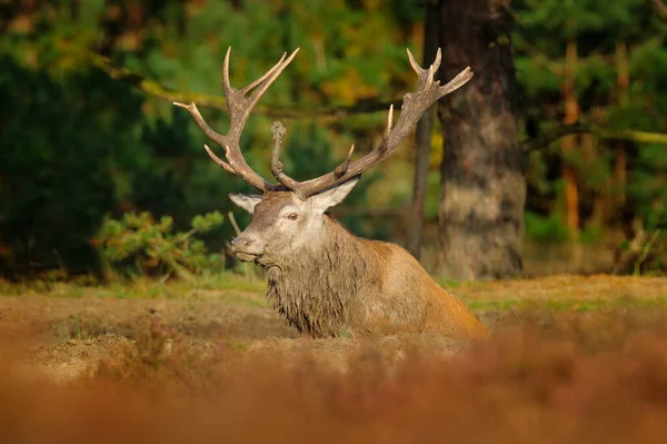Red Deer Rutting Season Hoge Veluwe Netherlands Deer Stag Majestic — Stock Photo, Image