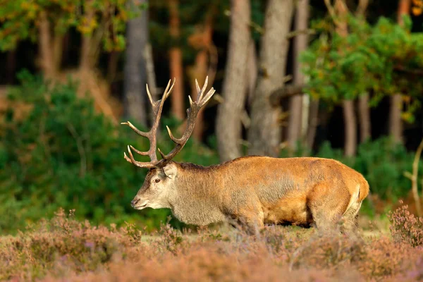 Cerf Rouge Saison Des Ornières Pays Bas Grand Animal Dans — Photo