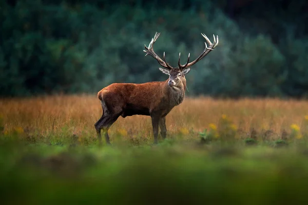 赤い鹿 ルーティングシーズン ホーゲVeluwe オランダ 鹿のタグは 森の生息地の外の壮大な強力な動物 大きな動物 野生動物のシーン ムーアランド秋の動物の行動 — ストック写真